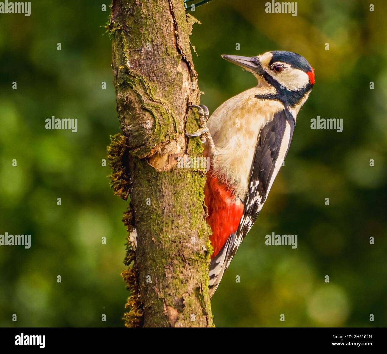 Grande picchiata Woodpecker nel Cotswolds Garden Foto Stock