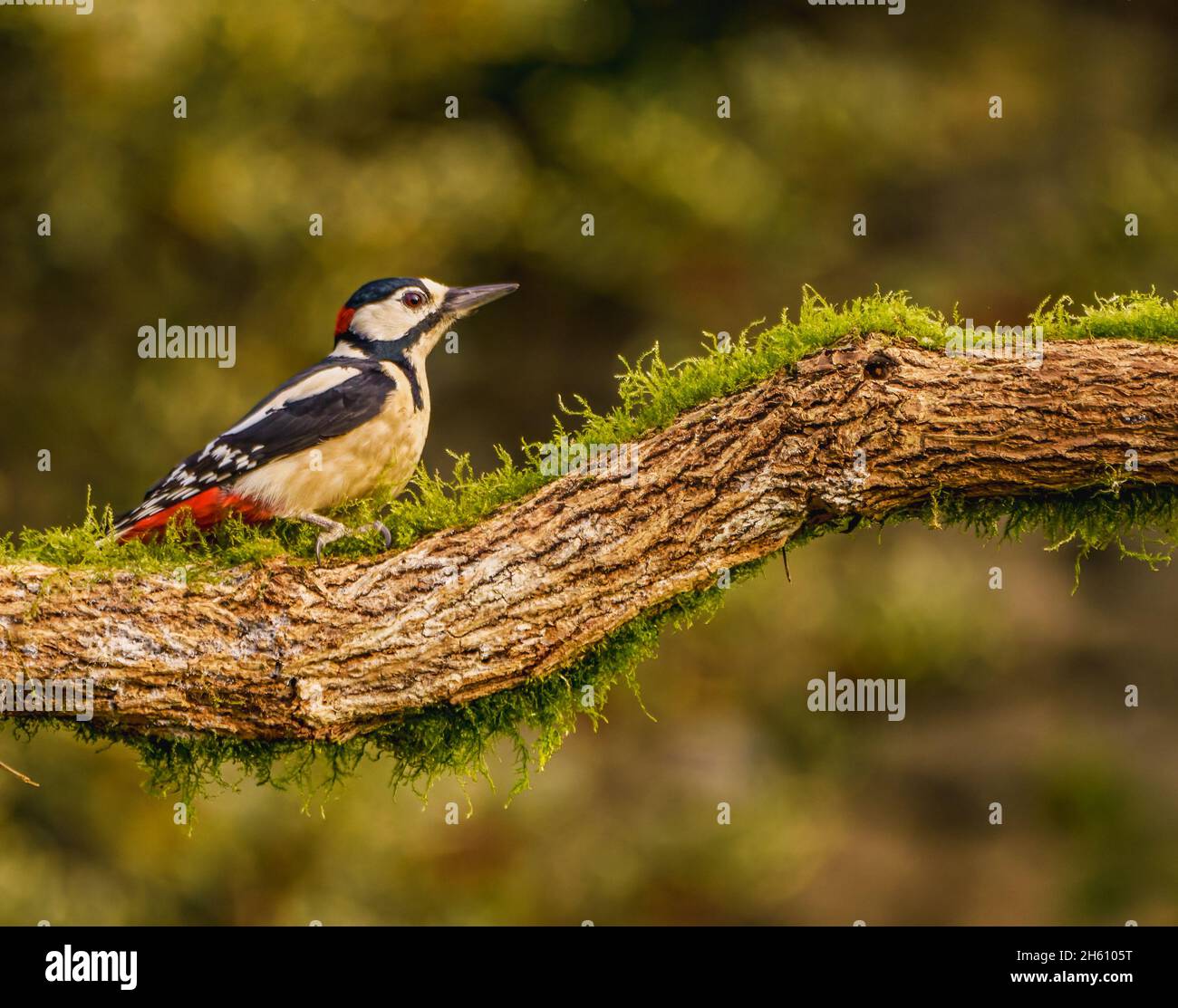 Grande picchiata Woodpecker nel Cotswolds Garden Foto Stock