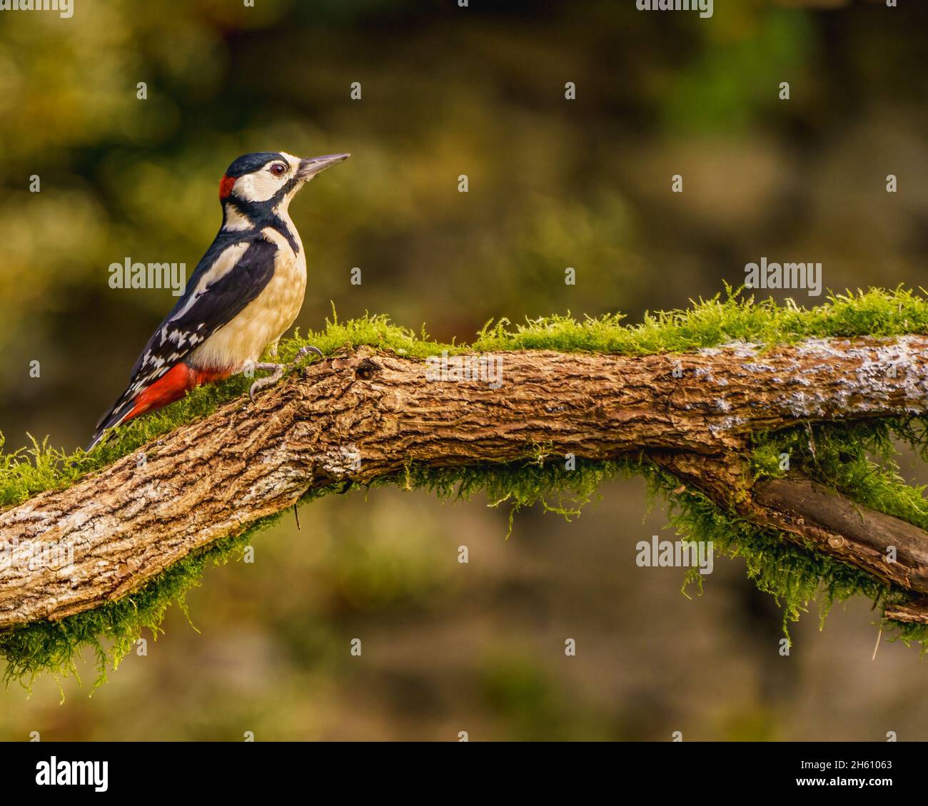 Grande picchiata Woodpecker nel Cotswolds Garden Foto Stock