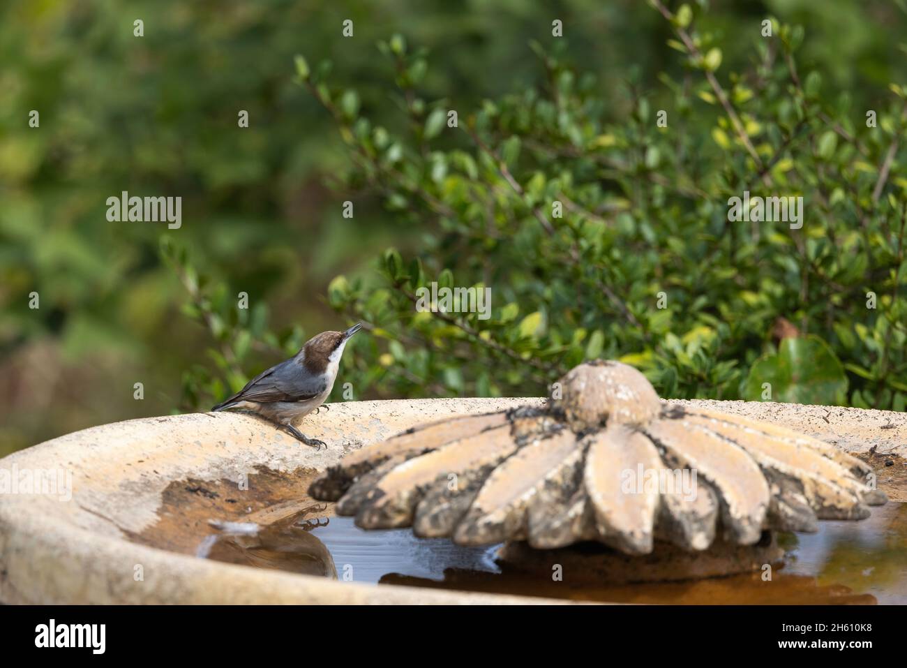 Un nuthatch a testa marrone (Sitta pusilla) che beve acqua da un bagno di uccelli a St. Augustine, Florida. Foto Stock