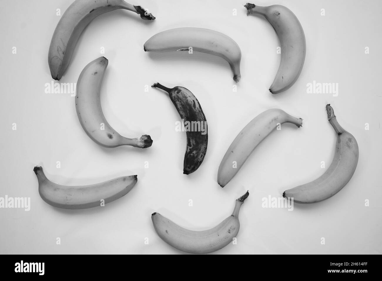 Una banana marrone e sopraffina è circondata da banane gialle fresche, che si levano in piedi nella folla Foto Stock