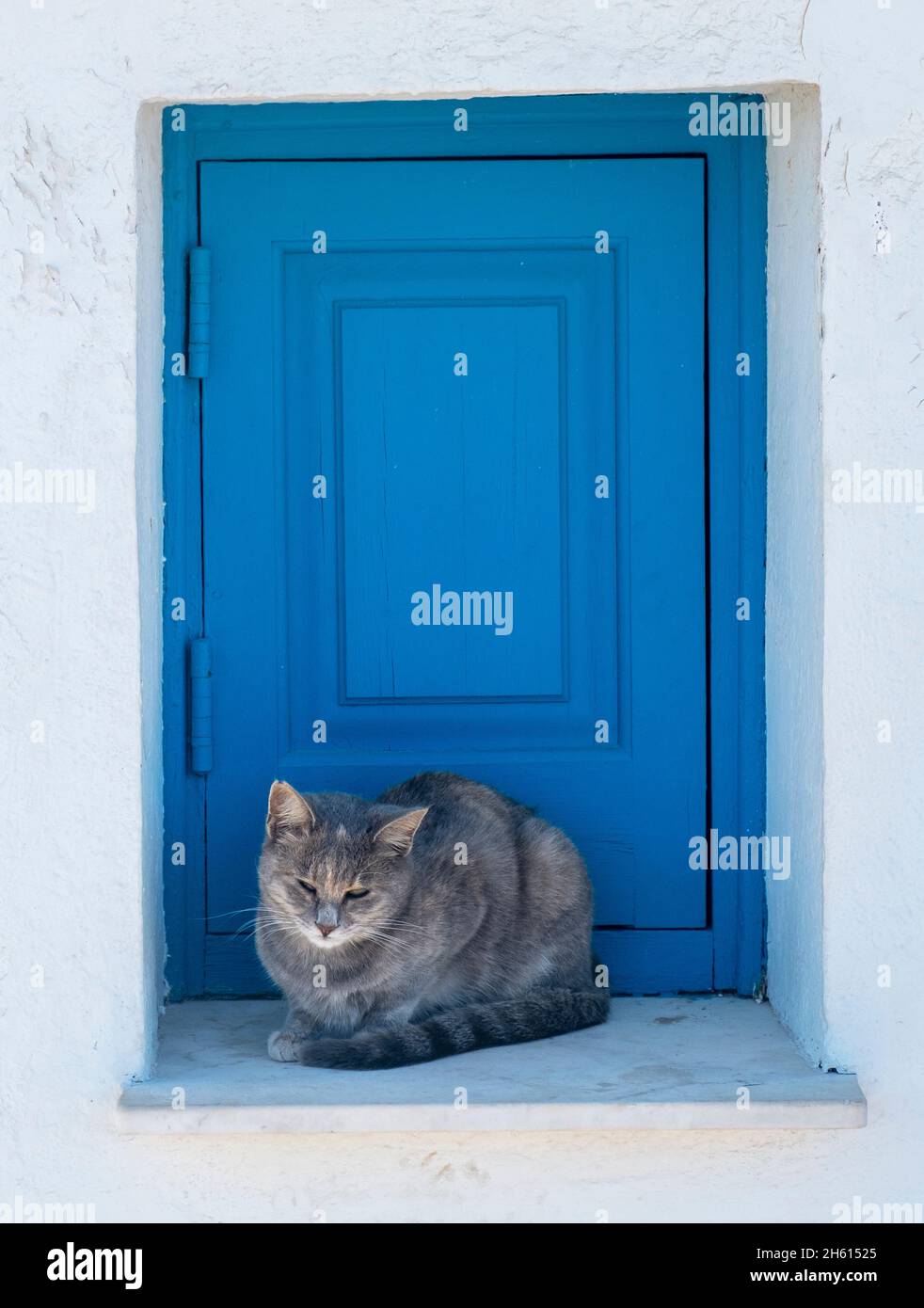 Gatto randagio su una sporgenza della finestra della chiesa, Chiesa di Agioi Anargyri, Capo Greko, Cipro. Foto Stock