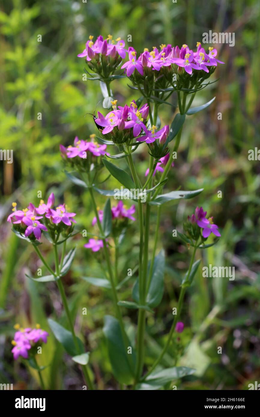 Centaurium erythraea, Centaury comune, Gentianaceae. Piante selvatiche sparate in estate. Foto Stock