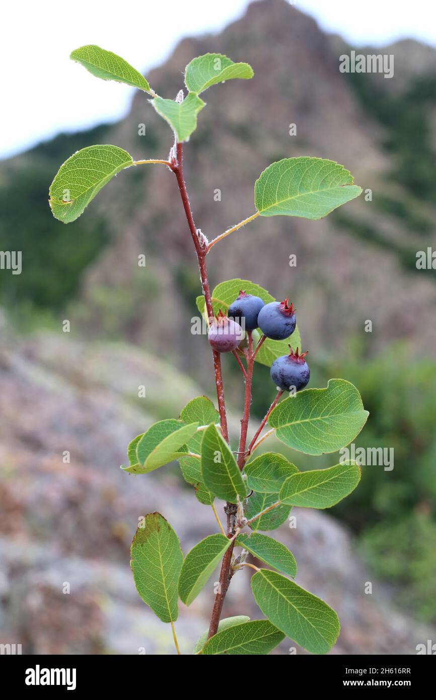 Amelanchier ovale, June-Berry, Rosaceae. Piante selvatiche sparate in estate. Foto Stock