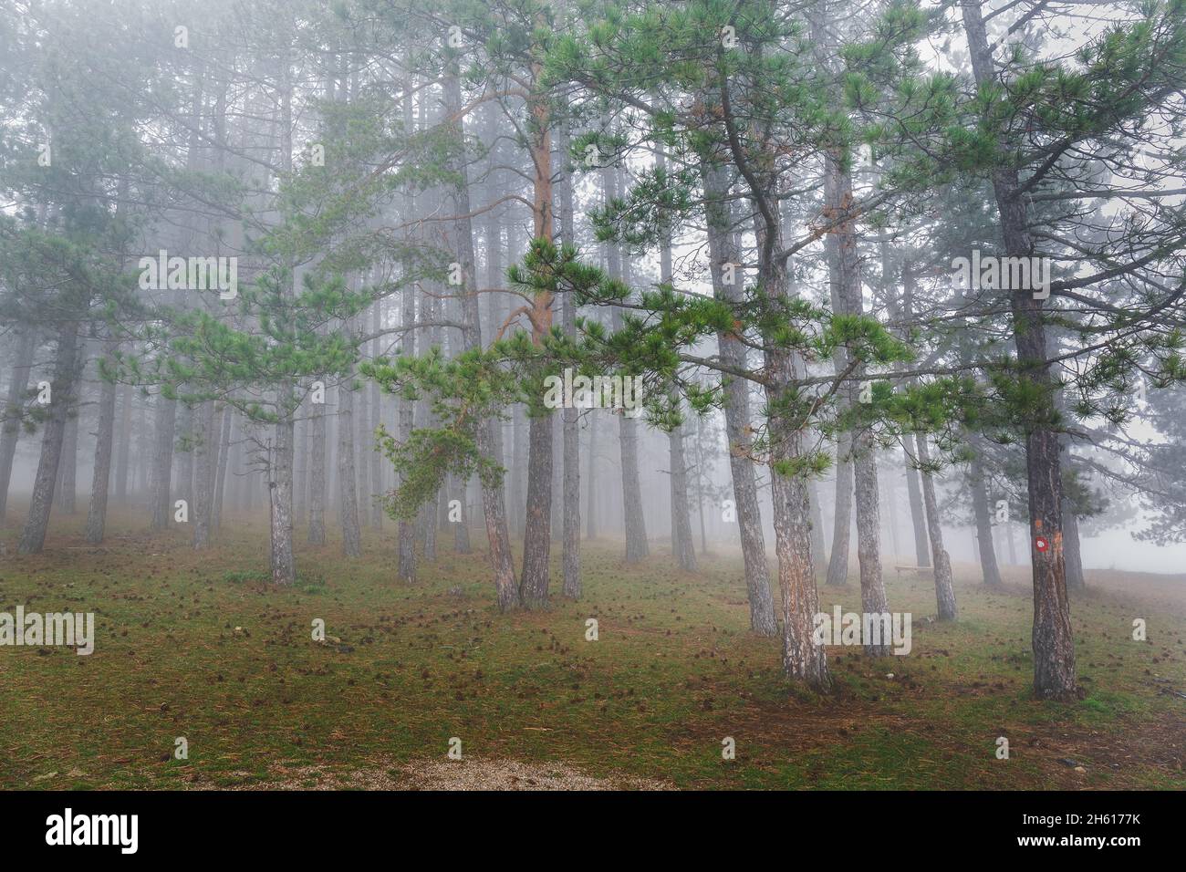 Nebbia mattutina nella foresta di alta montagna. Foresta di alberi di pino Misty sulle montagne. Messa a fuoco selettiva Foto Stock