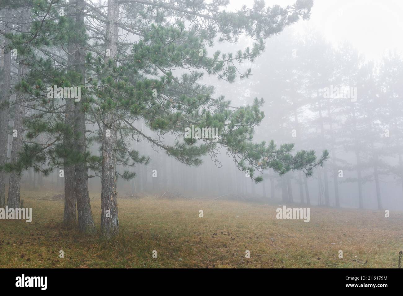 Nebbia mattutina nella foresta di alta montagna. Foresta di alberi di pino Misty sulle montagne. Messa a fuoco selettiva Foto Stock