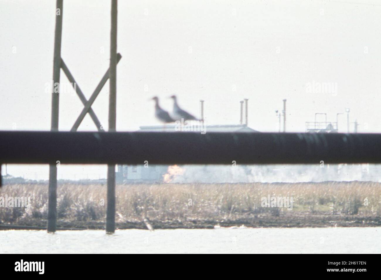 I gabbiani si affacciano su una pipeline che trasporta lo zolfo dalle miniere agli impianti di stoccaggio sul fiume Mississippi. Un impianto di gas naturale in background brucia i rifiuti petrolidei. La pipeline segue il canale della pipeline Freeport Sulphur Company; Louisiana ca. Dicembre 1972 Foto Stock