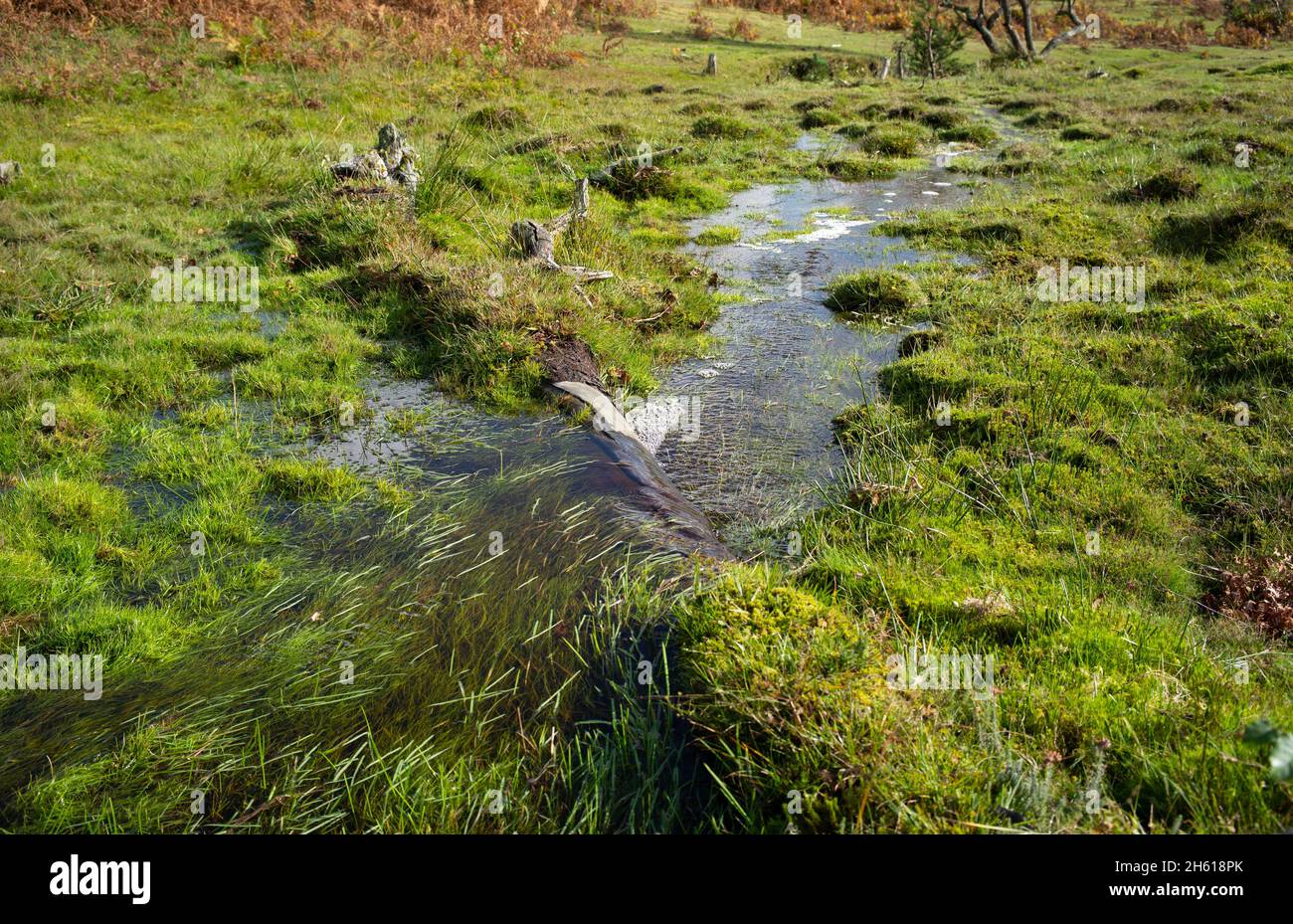 Il lavoro di conservazione per formare corsi d'acqua naturali all'interno del New Forest Hampshire Regno Unito, miri delle brughiere e praterie umide aiuta la fauna selvatica e la biodiversità. Foto Stock