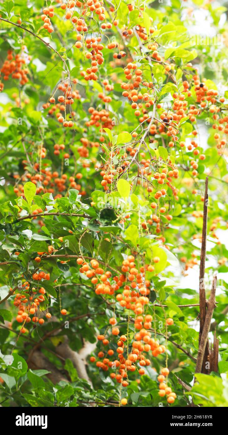 I piccoli grappoli di frutta arancione sulla pianta sono belli Foto Stock