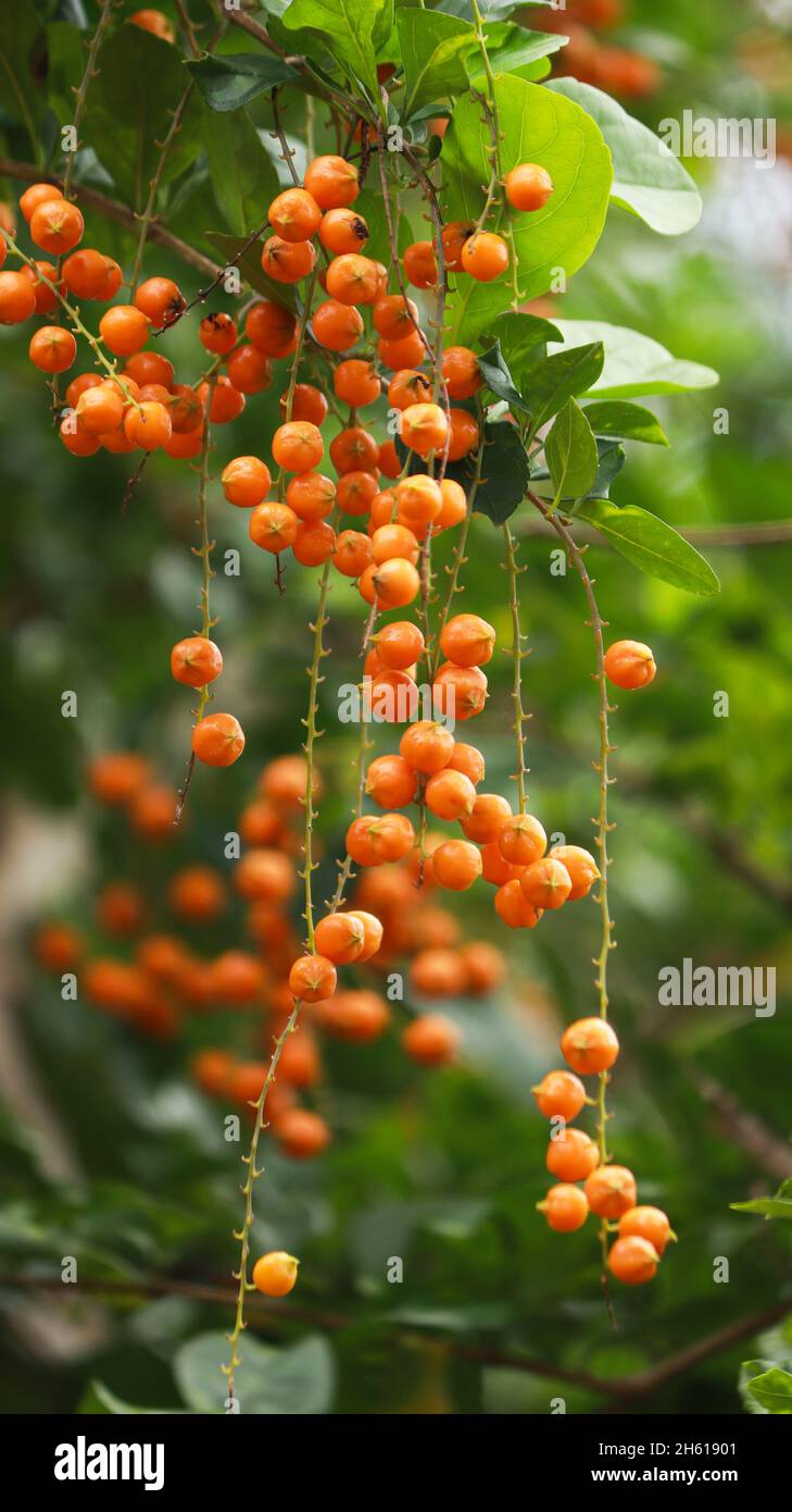 I piccoli grappoli di frutta arancione sulla pianta sono belli Foto Stock