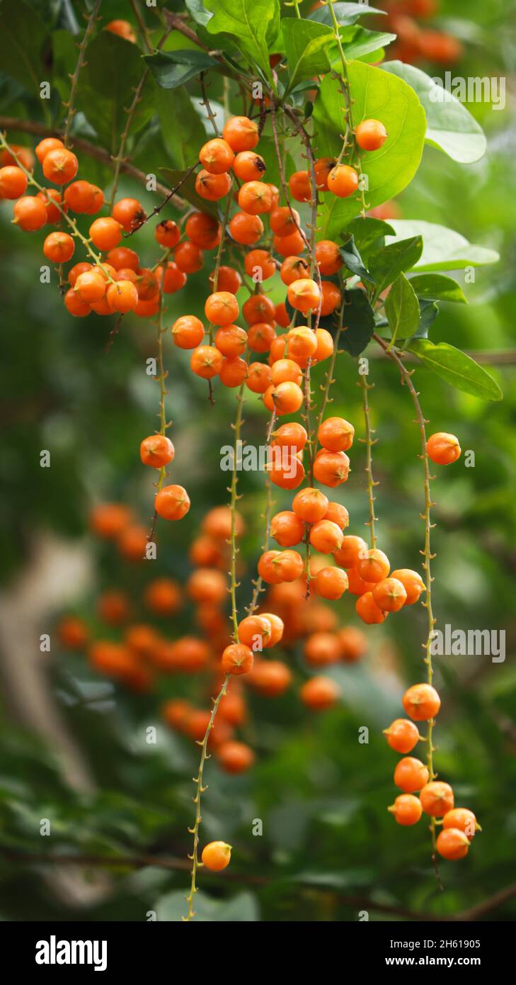 I piccoli grappoli di frutta arancione sulla pianta sono belli Foto Stock