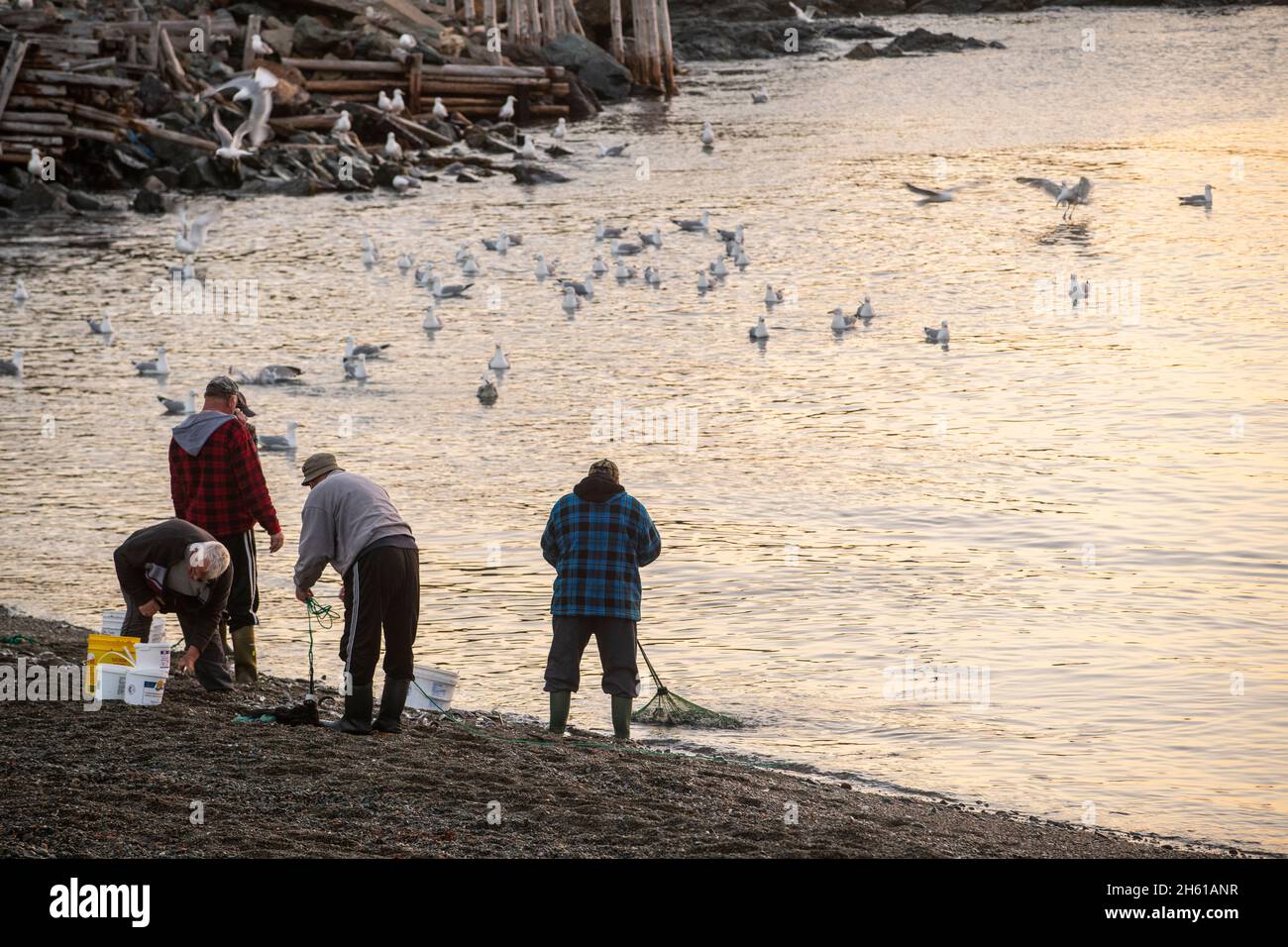 Residenti locali che pescano con reti in ghisa per capelin, Wild Cove, Terranova e Labrador NL, Canada Foto Stock