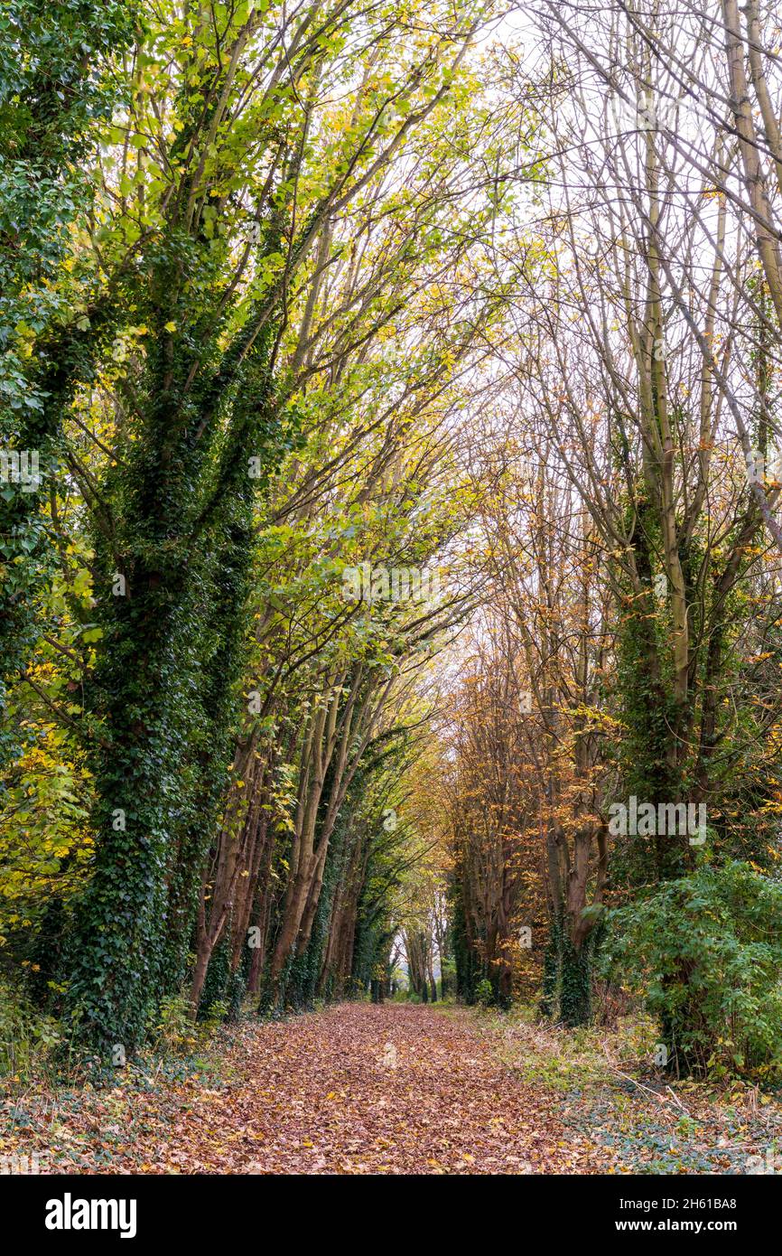 Lascia coperto rurale ampio percorso tra due file di alberi alti con foglie gialle e verdi in autunno, caduta. Gli alberi formano un arco sopra il percorso. Foto Stock