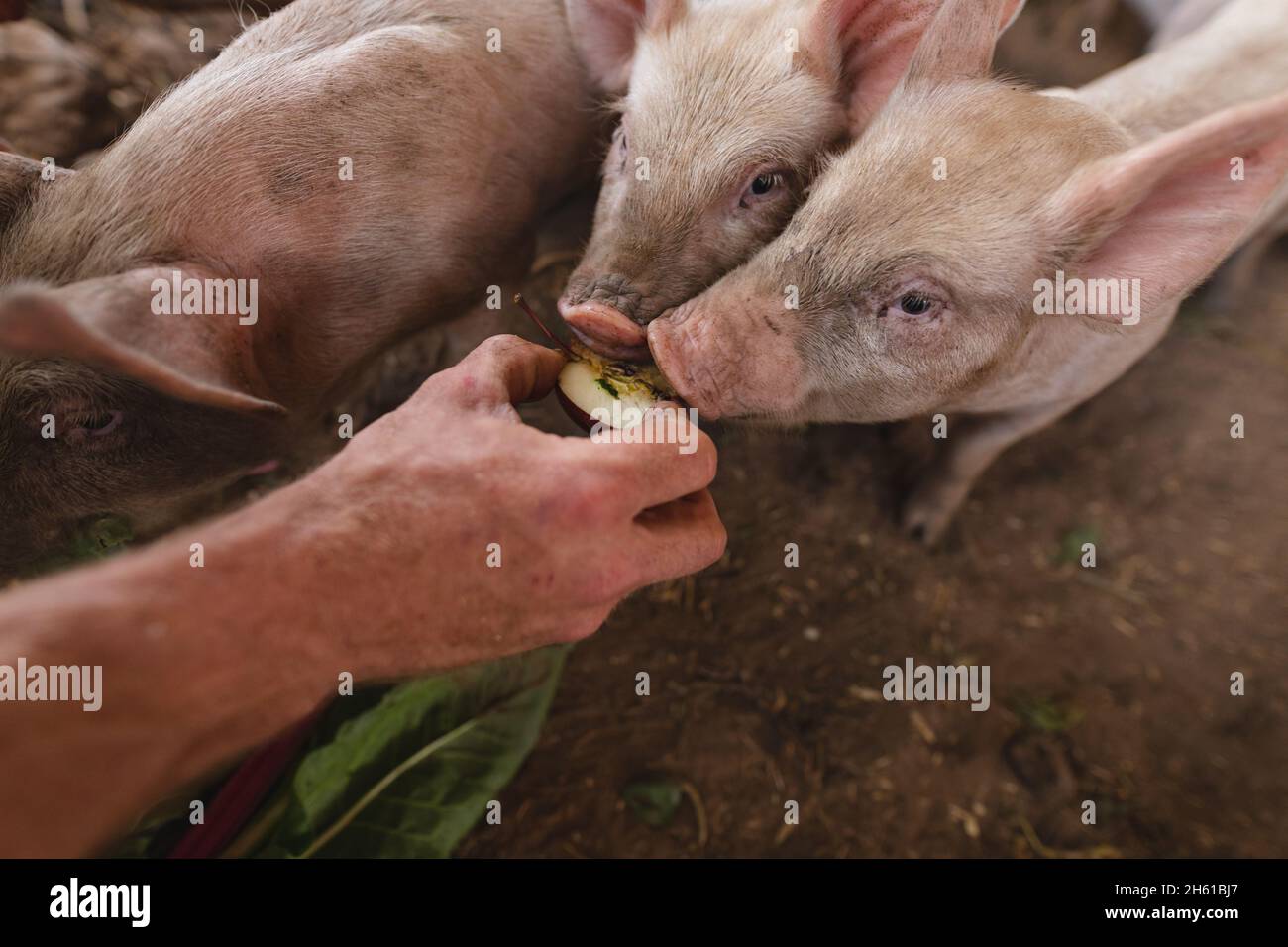 Mano ritagliata di maschii contadini che alimentano i suinetti a penna in azienda agricola biologica Foto Stock