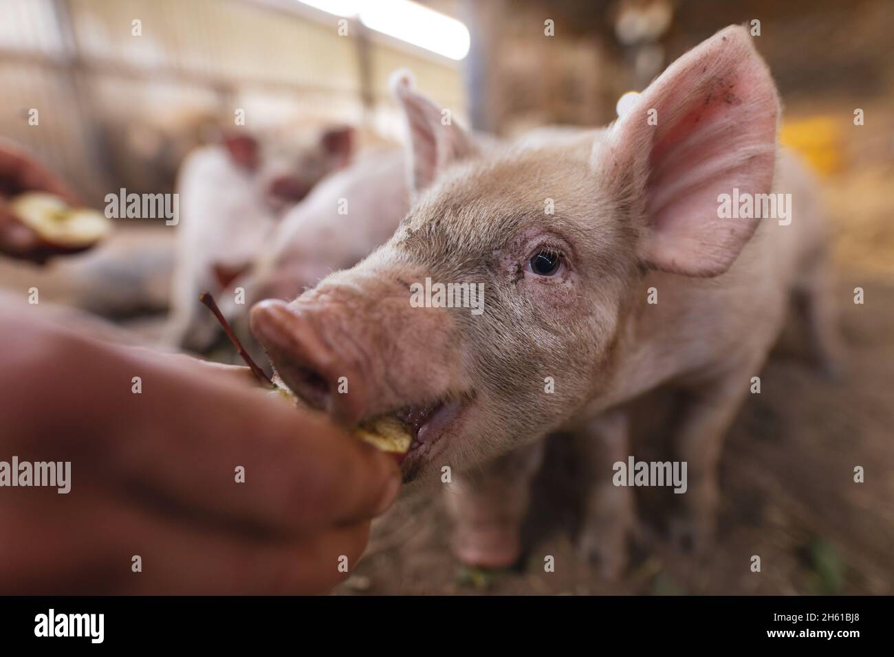 Mano ritagliata di maschio agricoltore che alimenta il maialino in penna a azienda agricola biologica Foto Stock