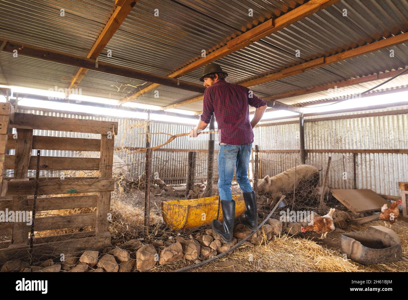 Agricoltore maschio che alimenta suini da recinzione esterna di penna in azienda agricola biologica Foto Stock