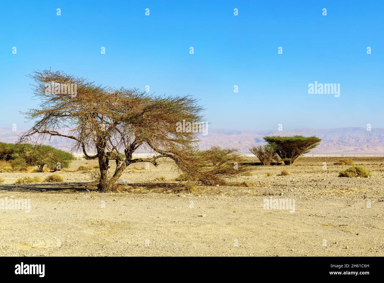 Vista degli alberi di Acacia e del paesaggio del torrente Arava (Nahal Arava) e dei monti Edom (Giordania), Israele meridionale Foto Stock
