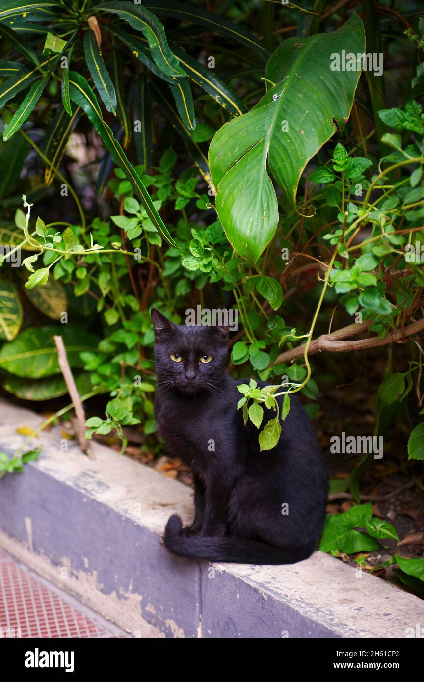 Egypte, chat d'Alexandrie. // Egitto, gatto da Alessandria Foto Stock