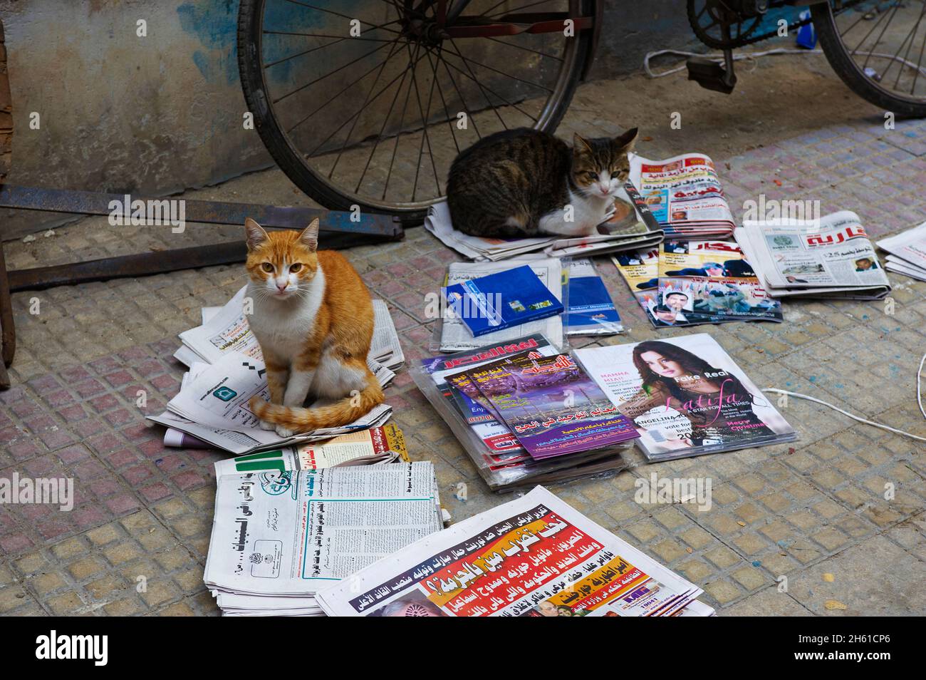 Egypte, chat d'Alexandrie. // Egitto, gatto da Alessandria Foto Stock