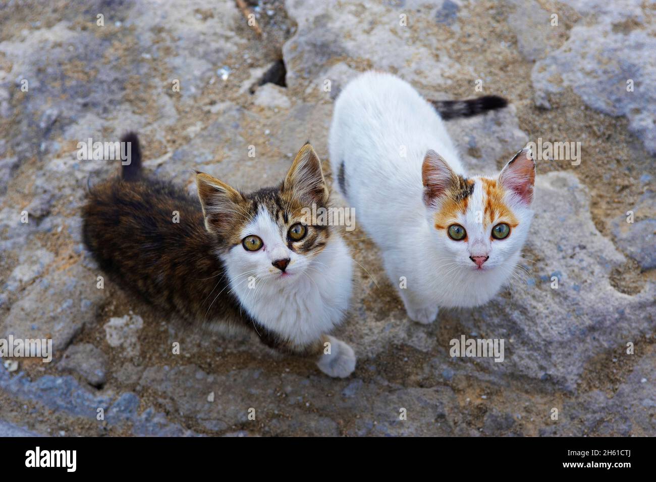 Egypte, chat d'Alexandrie. // Egitto, gatto da Alessandria Foto Stock