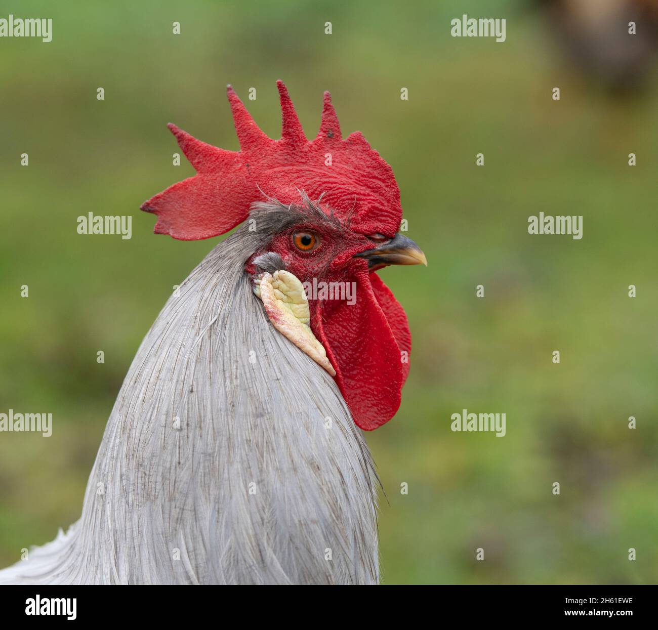 Cockerel lilla livorno Foto Stock