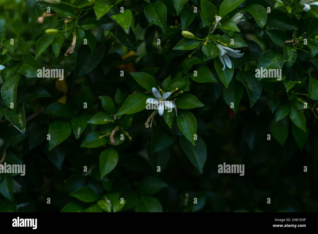 Bianco bellissimo fiore in fiore. Sfondo verde del motivo delle foglie, sfondo naturale e carta da parati. Layout creativo per il design. Foto di alta qualità Foto Stock