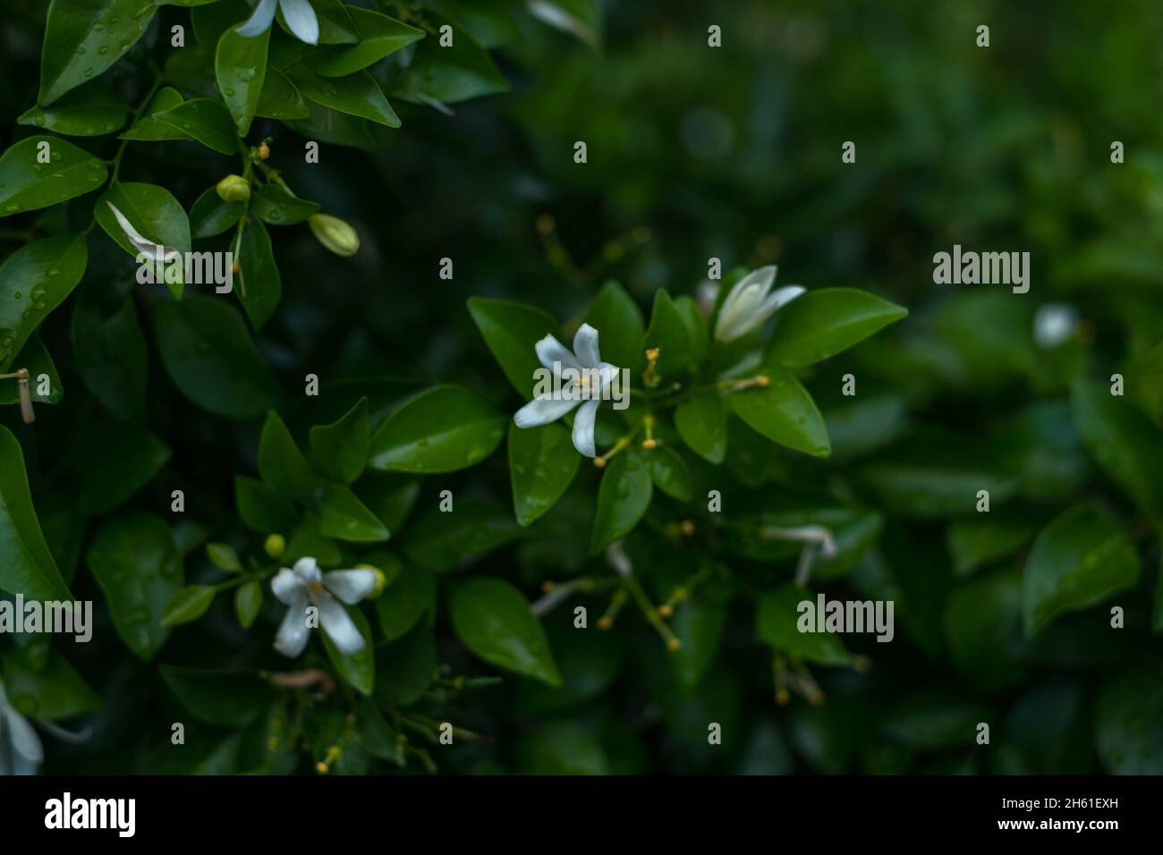 Bianco bellissimo fiore in fiore. Sfondo verde del motivo delle foglie, sfondo naturale e carta da parati. Layout creativo per il design. Foto di alta qualità Foto Stock