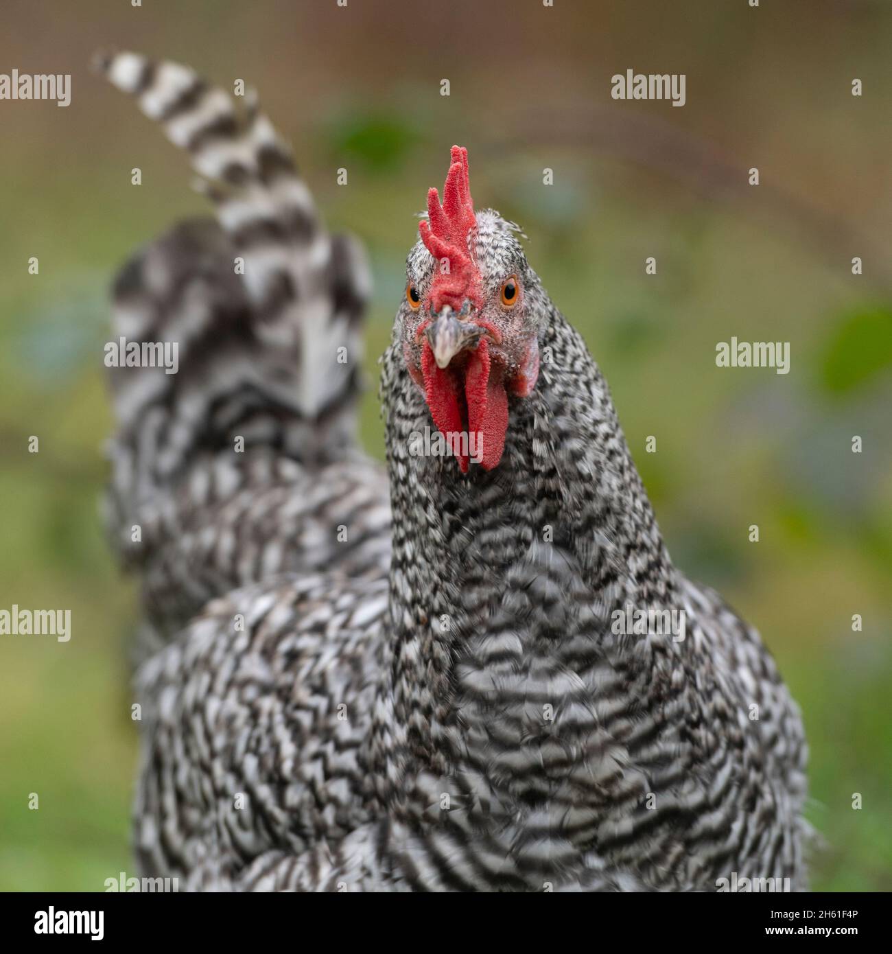 gallo cuckoo marans Foto Stock