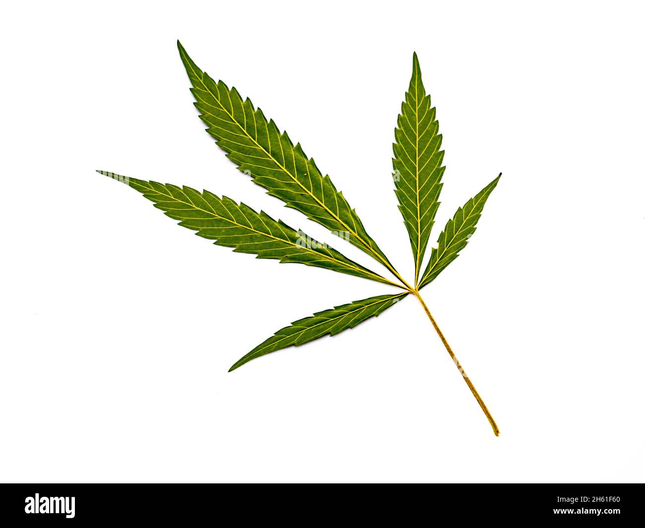 Cannabis leaf isolati su sfondo bianco Foto Stock