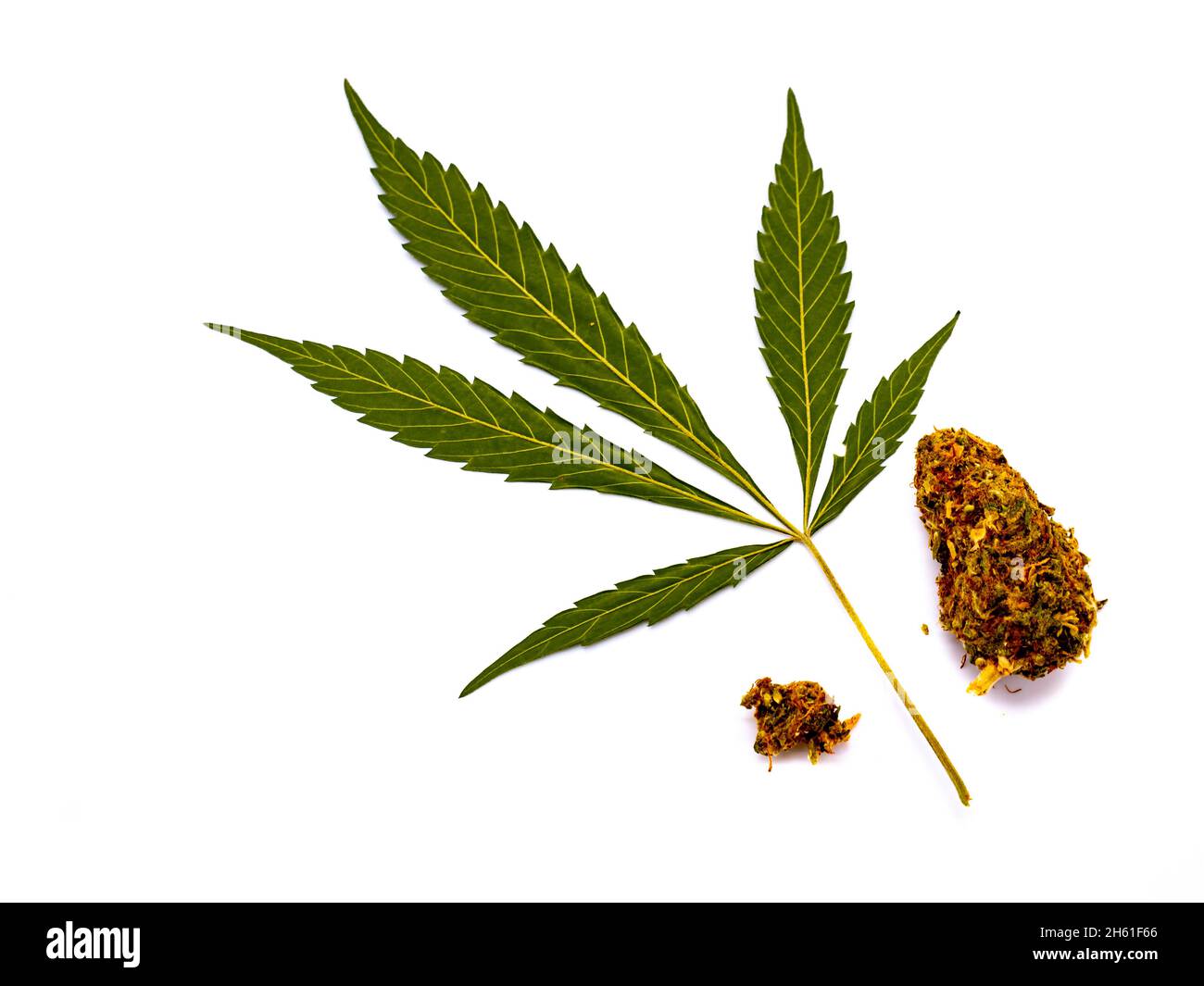 Foglia di cannabis con erbacce isolate su sfondo bianco Foto Stock