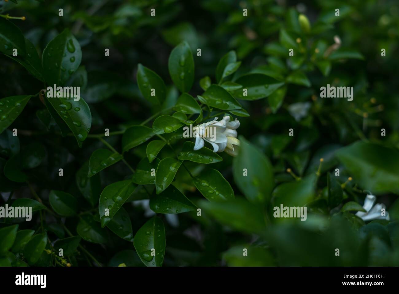 Bianco bellissimo fiore in fiore. Sfondo verde del motivo delle foglie, sfondo naturale e carta da parati. Layout creativo per il design. Foto di alta qualità Foto Stock