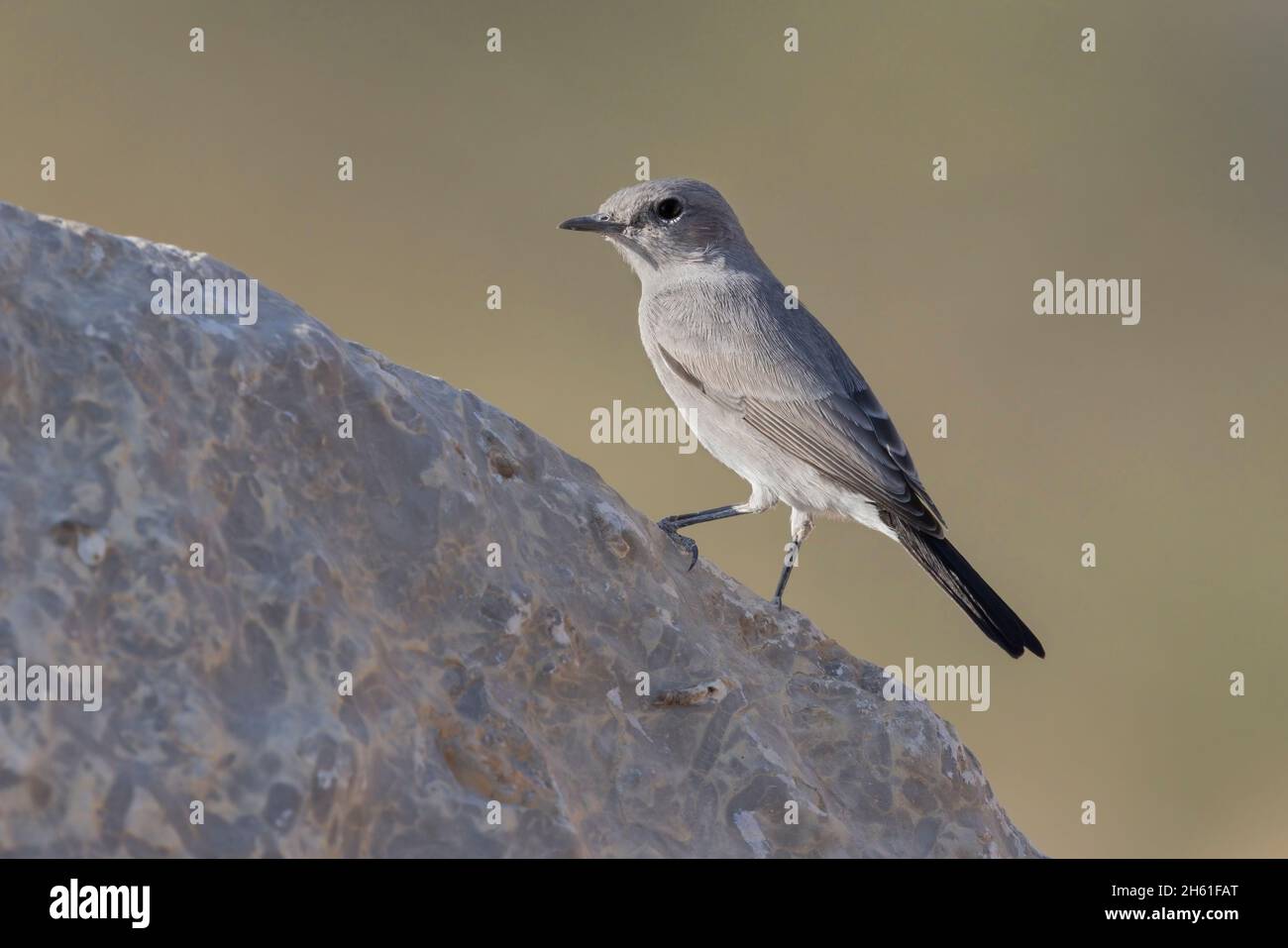 Blackstart, Mount nebo Wester Slope, Giordania, ottobre 2021 Foto Stock