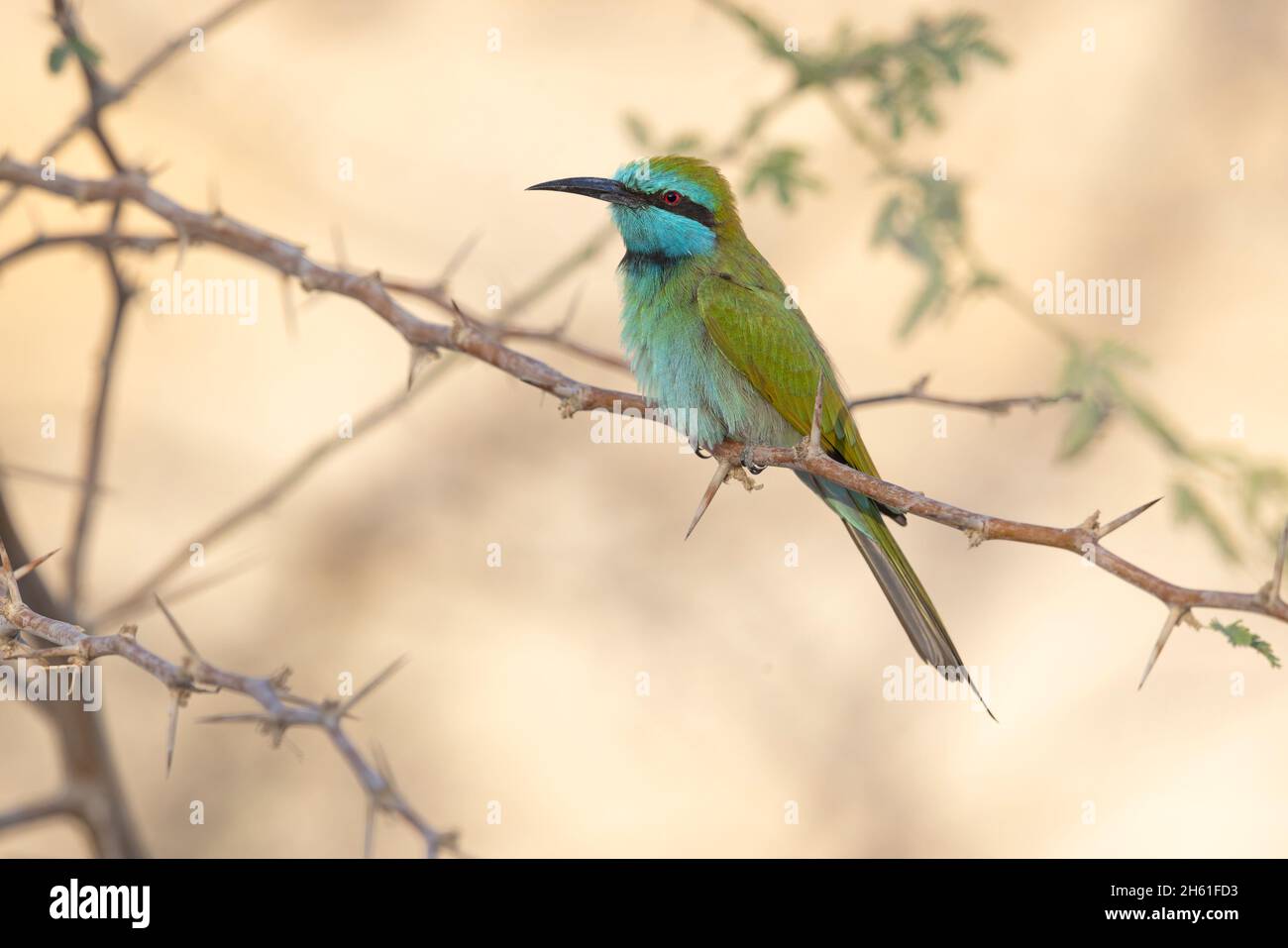 Green Bee-eater, al Rama, Giordania, ottobre 2021 Foto Stock