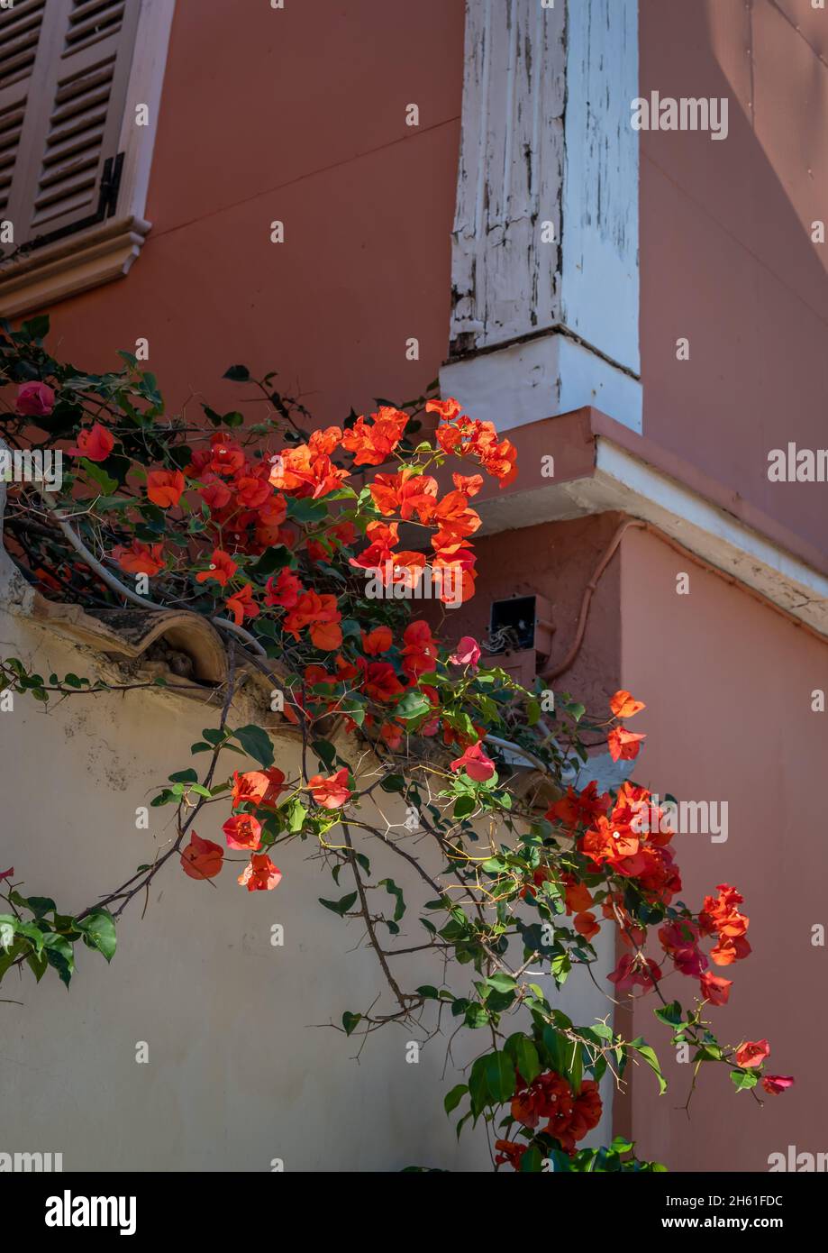 Bella pianta fiorita che cresce da un angolo di una casa in Grecia. Foto Stock Bella pianta fiorita che cresce da un angolo di una casa in Grecia. Foto Stock