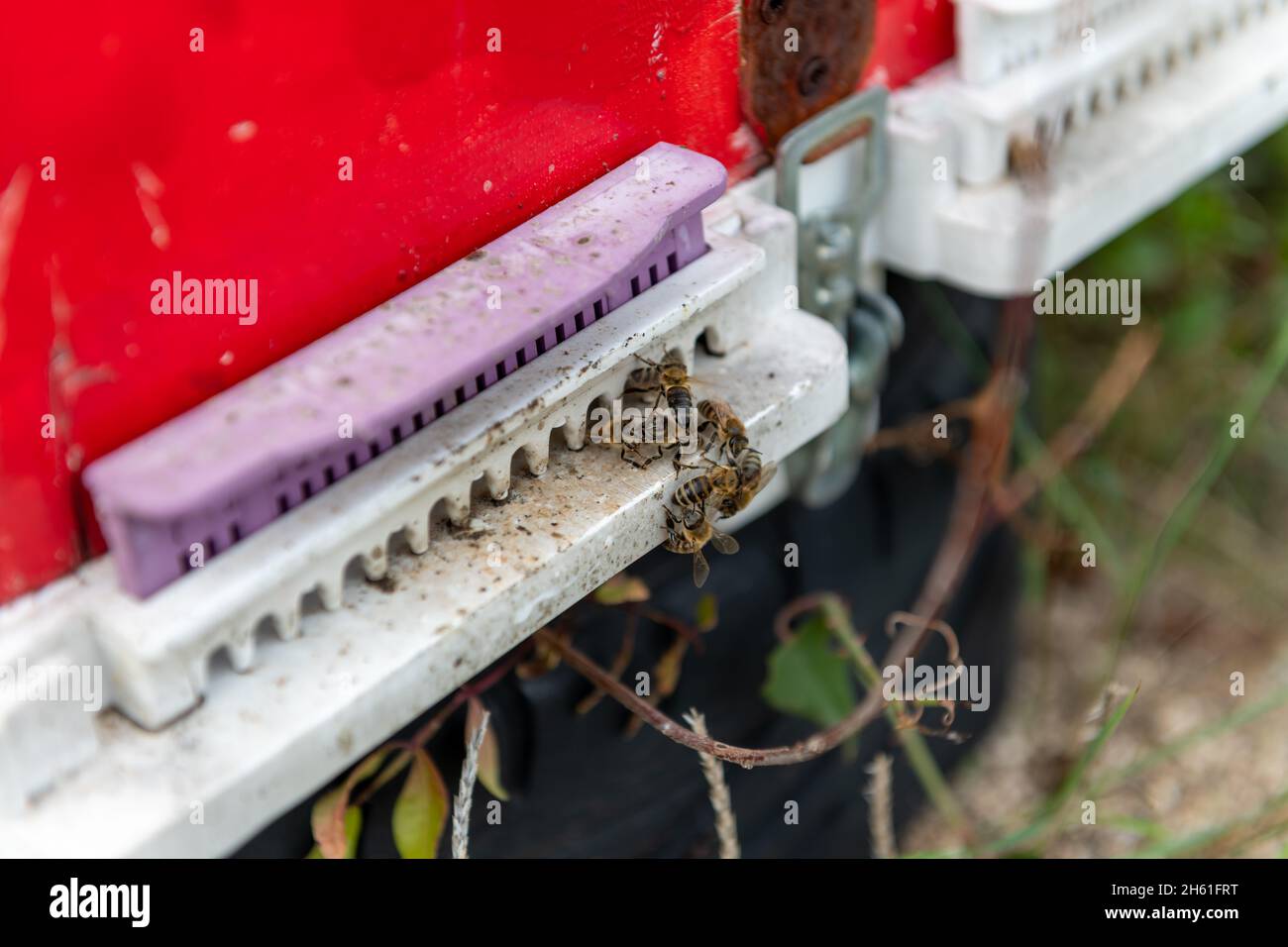 Primo piano di api da miele e alveare. Foto Stock