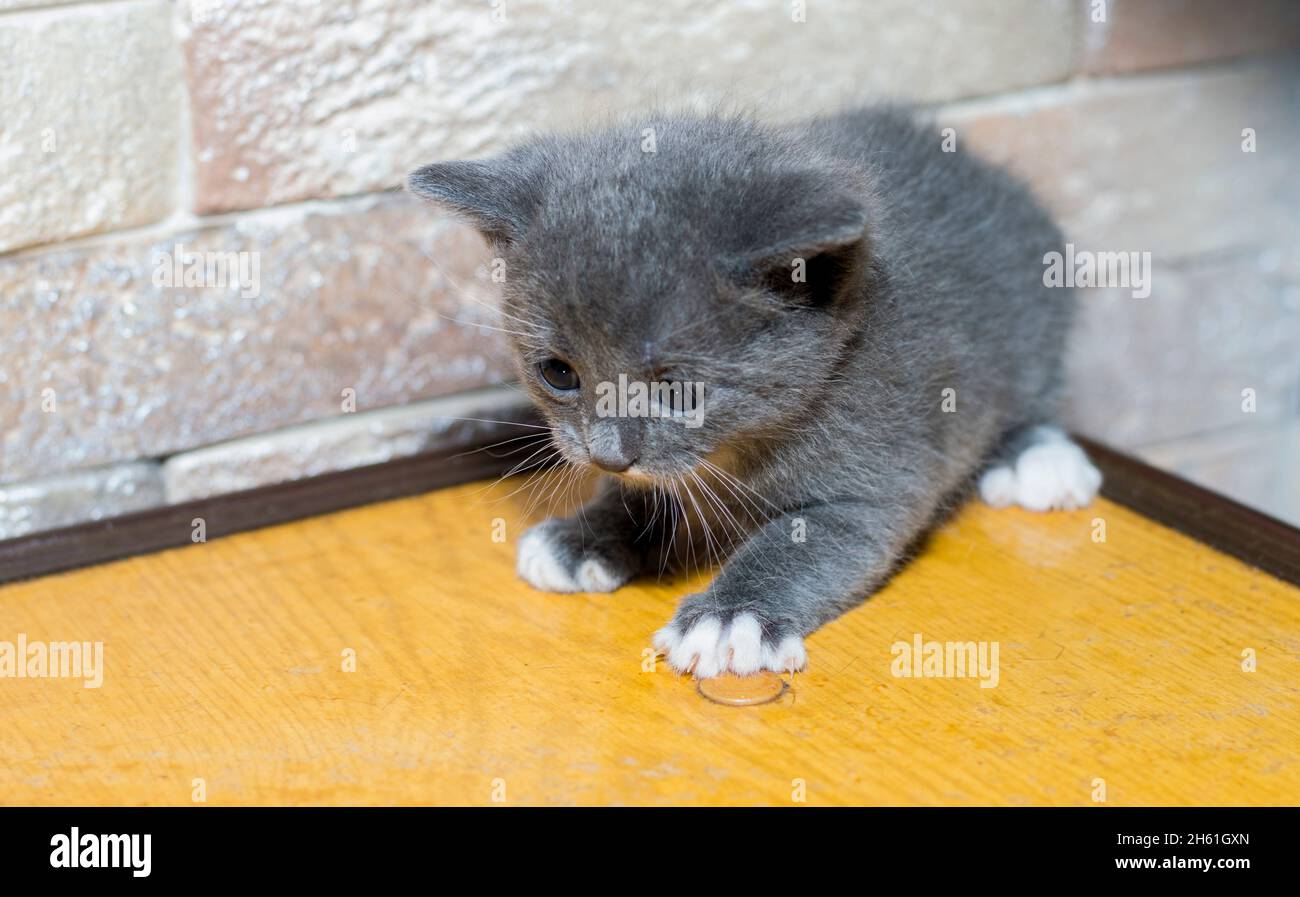 gattino blu bicolore sull'angolo cottura, gatti domestici a tema e gattini Foto Stock