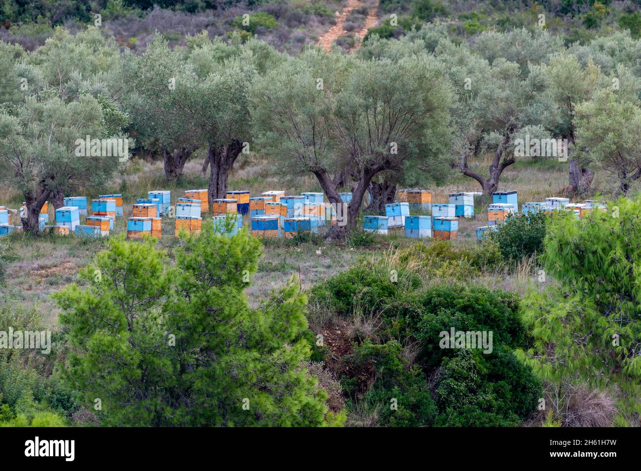 Alveari di api e miele in campagna greca. Foto Stock
