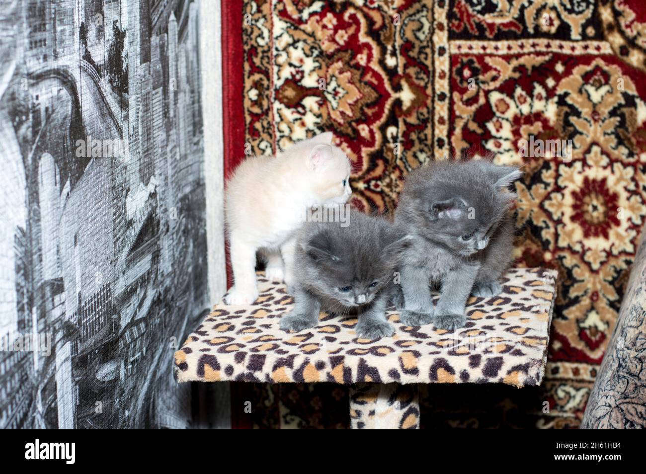 tre bei gattini su un posto graffiante, su uno sfondo tappeto, il tema dei gatti domestici e gattini Foto Stock