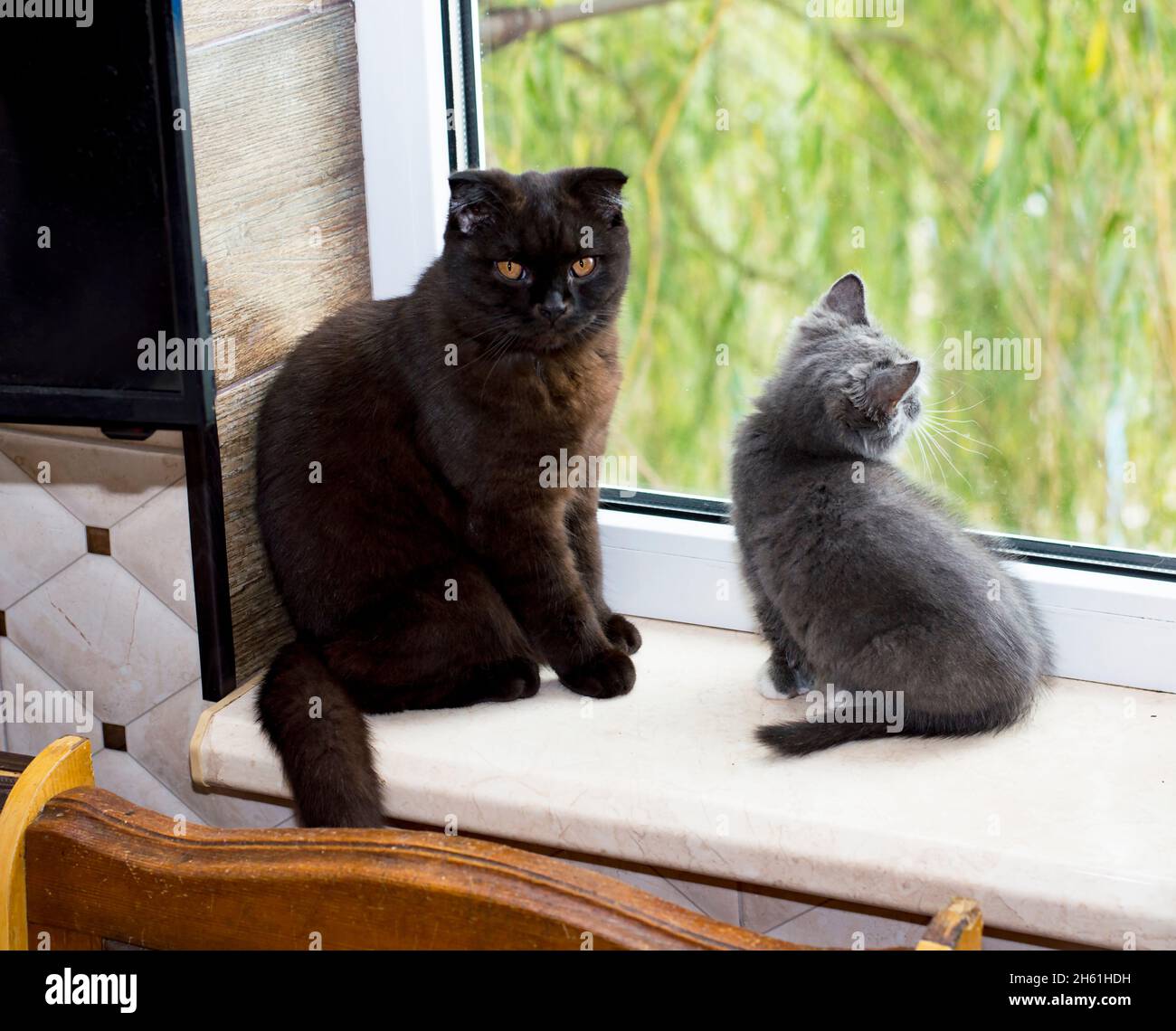 gatto marrone scozzese con gattino alla finestra, gattino in cucina, gattino per animali, gatti e gattini a tema Foto Stock