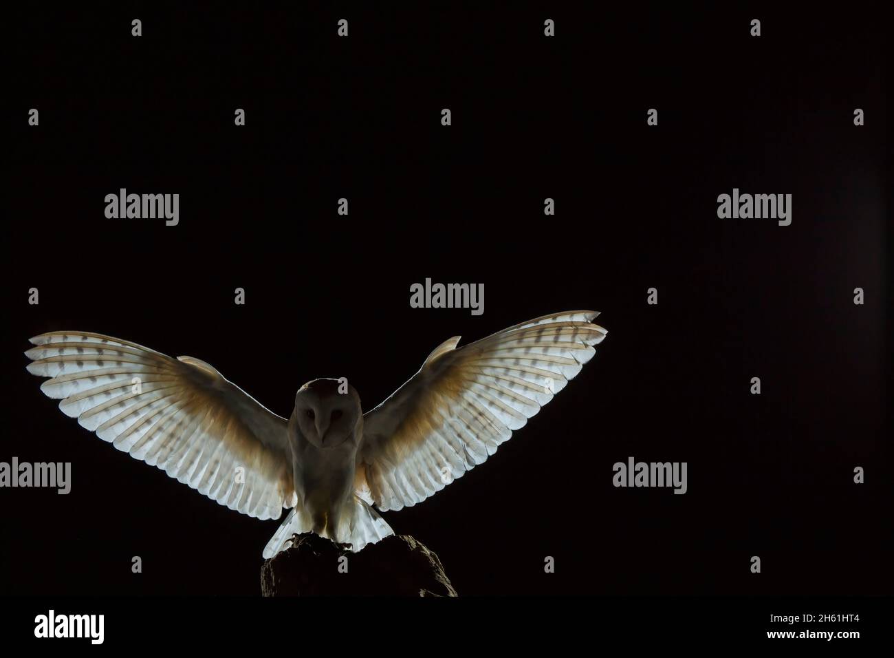 Fienile Owl, typto alba con ali larghe aperte Foto Stock