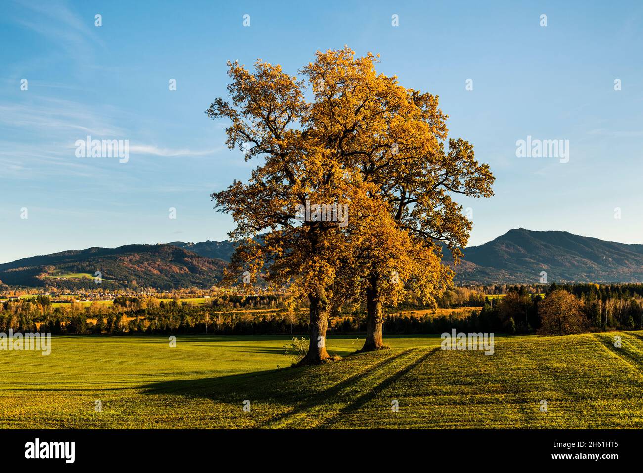 Due vecchie querce solitarie con foglie d'arancio d'autunno di fronte al panorama delle Prealpi bavaresi al sole serale, Baviera, Germania Foto Stock