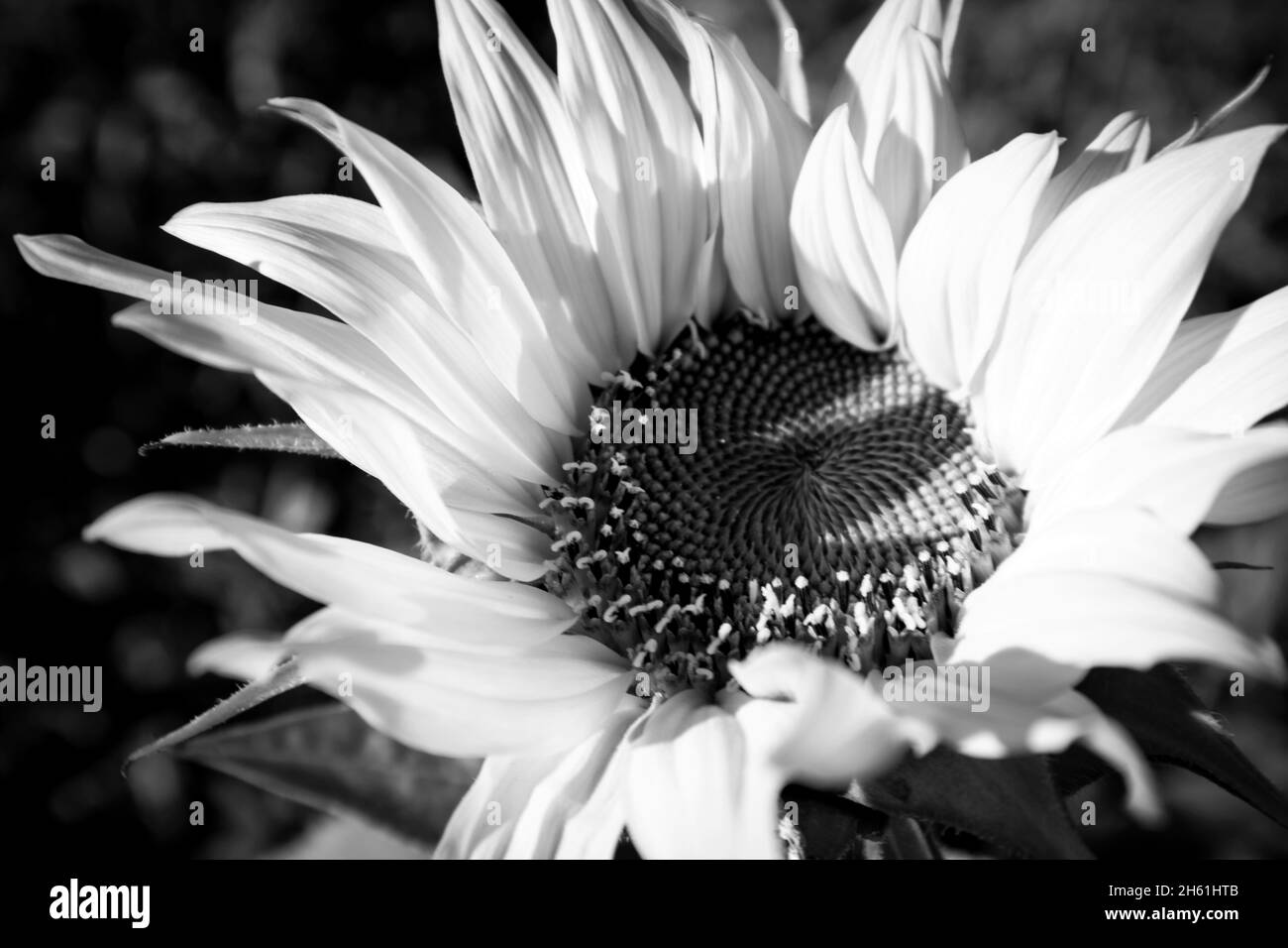 Primo piano in bianco e nero di un girasole Foto Stock