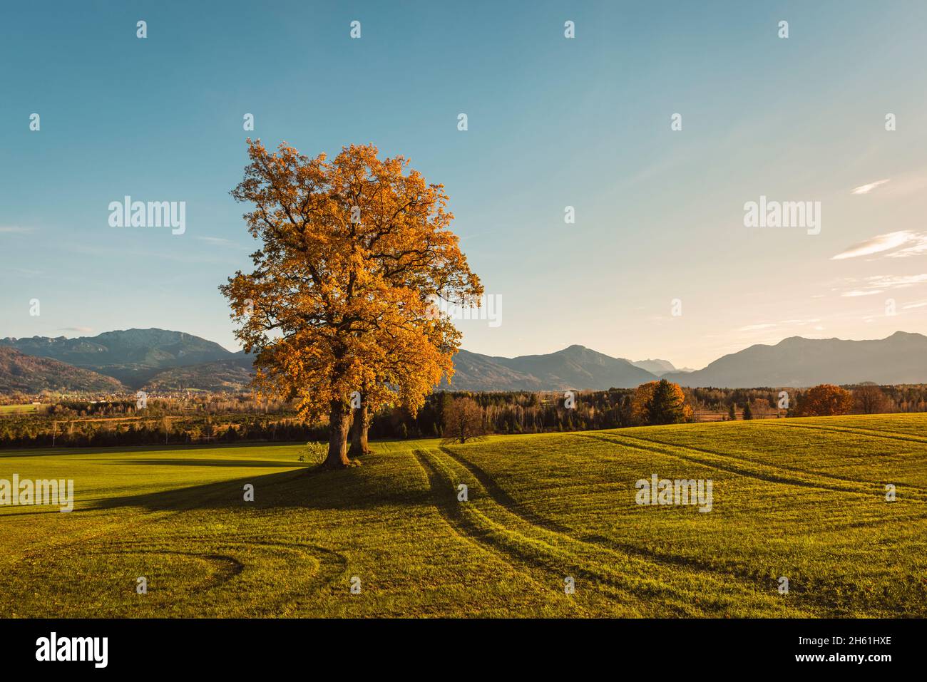 Due vecchie querce solitarie con foglie d'arancio d'autunno di fronte al panorama delle Prealpi bavaresi al sole serale, Baviera, Germania Foto Stock