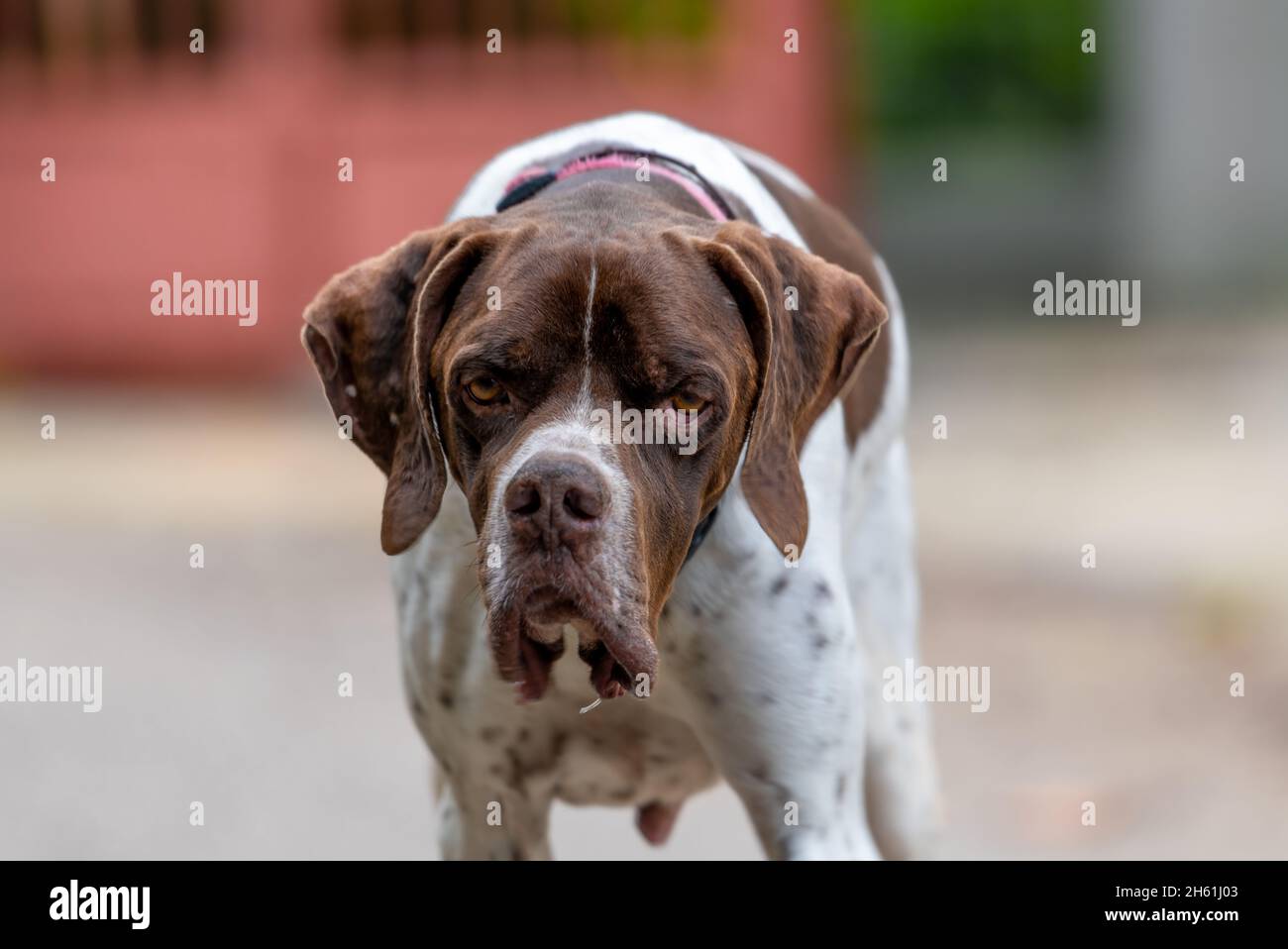 Primo piano di un grande cane Boxer. Foto Stock