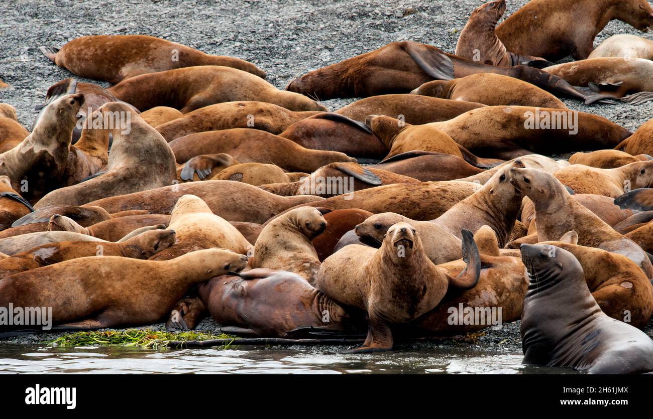 Steller Sea Lions, Alaska (Northern Sea Lion) nell'isola di trasporto per l'uso nella riproduzione, riposo, muta e sollevamento di cuccioli Foto Stock