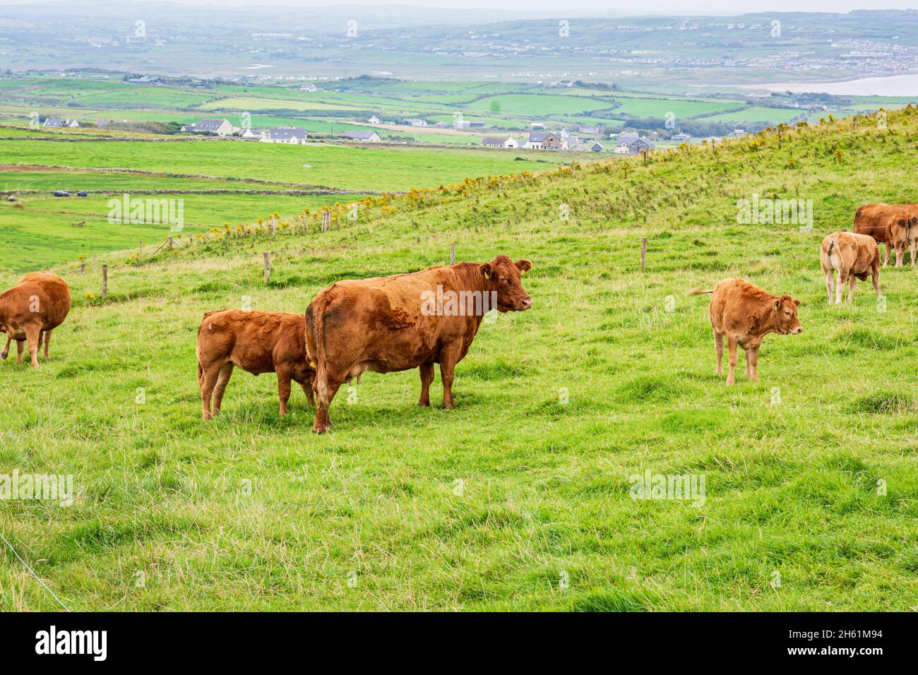 Vista delle mucche al pascolo lungo la costa di Liscannor, Doolin, Irlanda Foto Stock