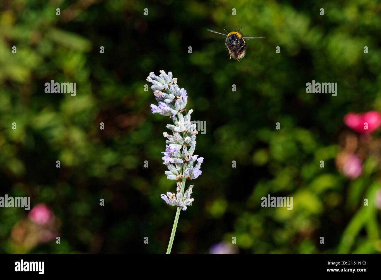 bumblbee in volo Foto Stock