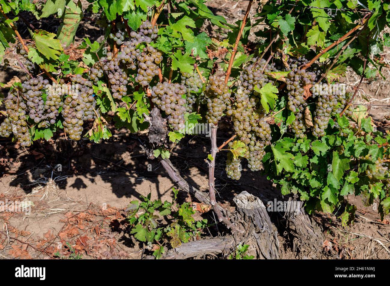 Fila con grandi piante con molte uve bianche biologiche mature e foglie verdi in vigna in una giornata di sole autunno Foto Stock