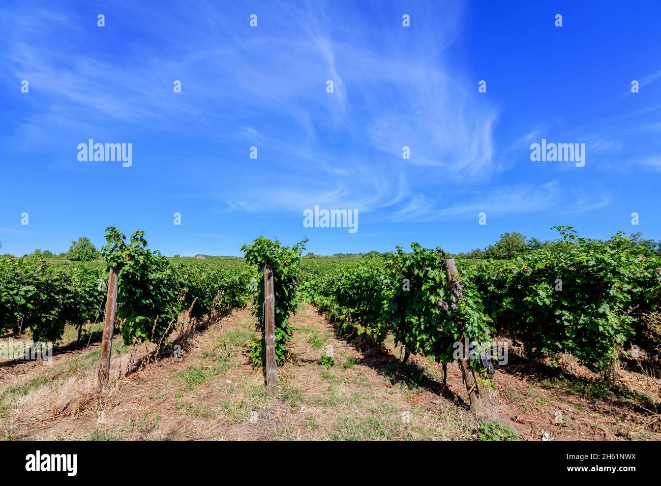 Fila con grandi piante con molte uve biologiche mature e foglie verdi in vigna in una giornata di sole autunno Foto Stock