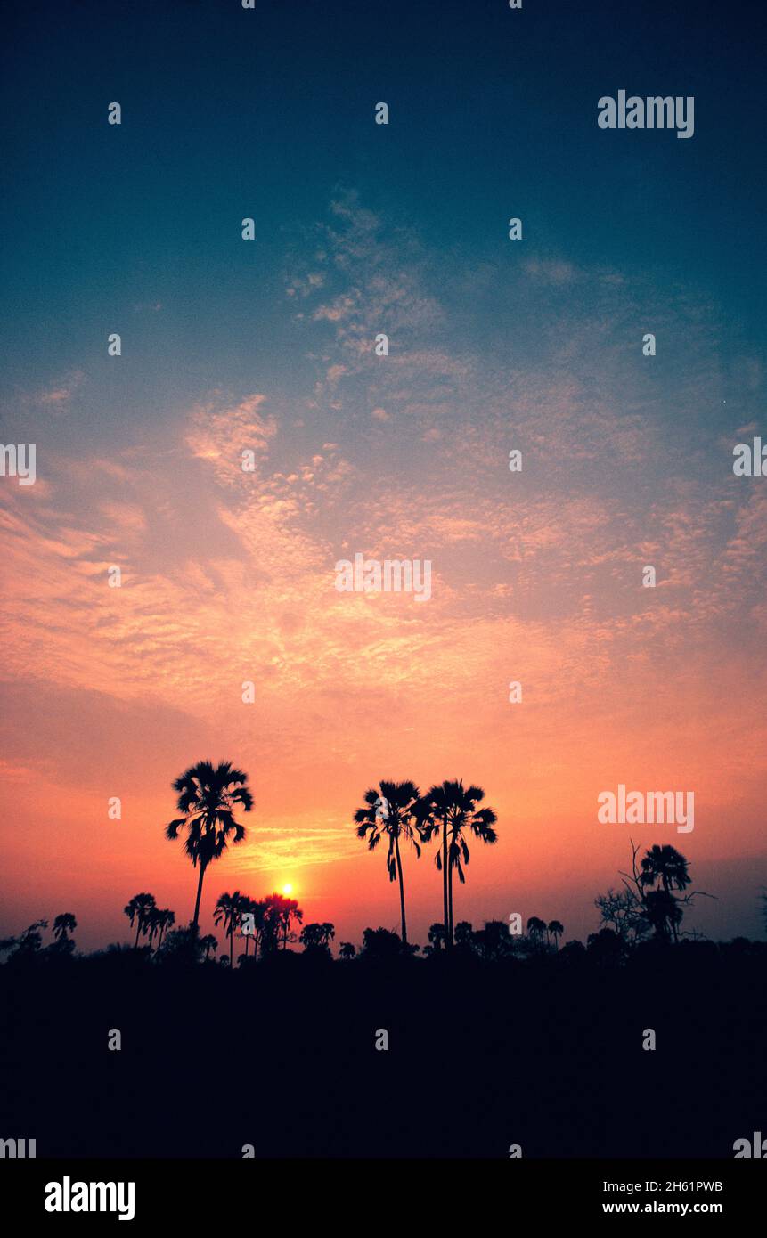 Africa. Botswana. Paesaggio con palme al tramonto. Foto Stock